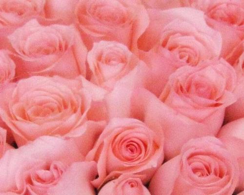 粉色玫瑰的含义（探寻粉色玫瑰背后的情感和象征）
