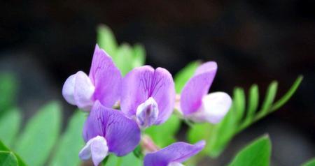 豌豆花的花语（传递着美好祝福的花海）