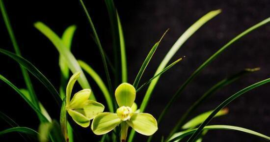 解读兰花花语（兰花的8种花语和文化内涵）