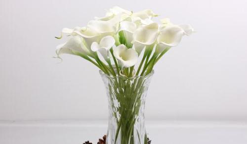 白马蹄莲的花语（解读白马蹄莲的意义，传递爱与真诚的情感）