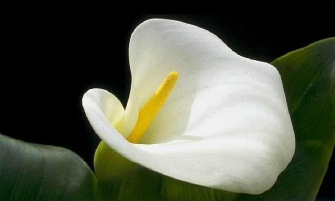 白马蹄莲的花语（解读白马蹄莲的意义，传递爱与真诚的情感）