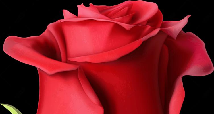 深入解读粉红色玫瑰花的含义（以爱与美的象征，传递不同的感情寓意）