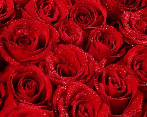 深入解读粉红色玫瑰花的含义（以爱与美的象征，传递不同的感情寓意）