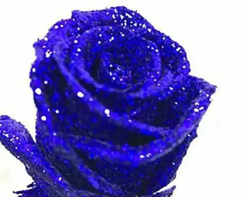 蓝玫瑰的含义（美丽、神秘和无法实现的梦想）