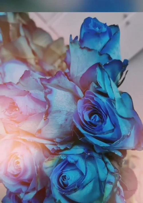 解密蓝玫瑰的花语与传说（向爱情致敬——蓝玫瑰的浪漫之谜）