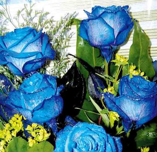 解密蓝玫瑰的花语与传说（向爱情致敬——蓝玫瑰的浪漫之谜）