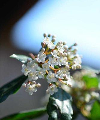 石楠花花语大揭秘（探寻石楠花的花语及文化内涵）