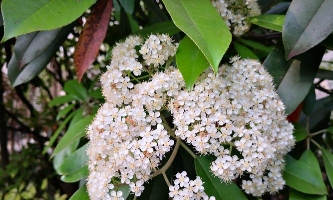 石楠花花语大揭秘（探寻石楠花的花语及文化内涵）