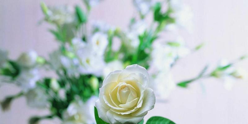 白玫瑰花语和寓意（探究白玫瑰的含义和象征意义，解读不同场合下的用途）