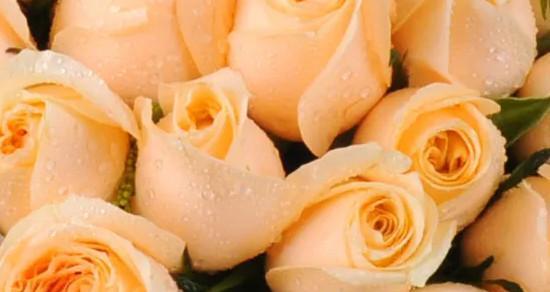 浪漫花语——10朵玫瑰花的意义解读（从爱情到友谊，走近10朵玫瑰的特殊含义）