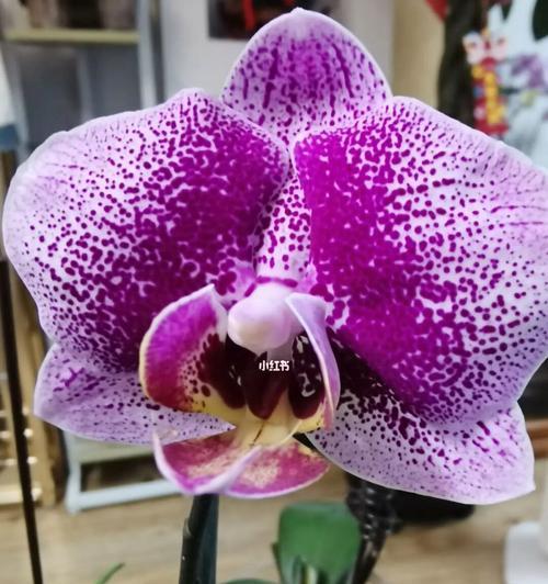 蝴蝶兰开花季节（春季盛放一年三茬轻松养护）