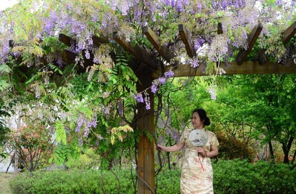 最美紫藤花品种（探秘盛开在枝头的瑰丽之美）
