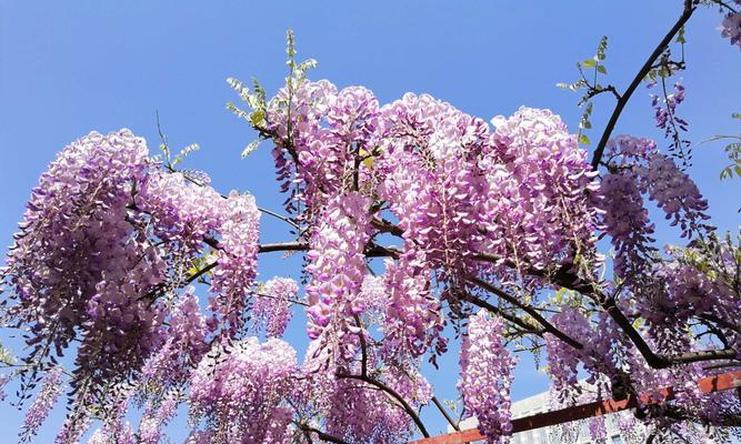 最美紫藤花品种（探秘盛开在枝头的瑰丽之美）