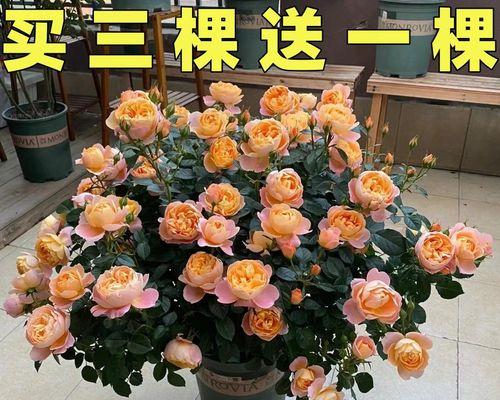 如何养护月季花盆栽（从栽培到养护，让你的月季花盆栽健康生长）