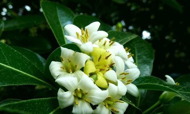 九里香虫害防治方法（利用生物防治控制九里香虫害）