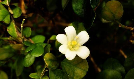 九里香虫害防治方法（利用生物防治控制九里香虫害）