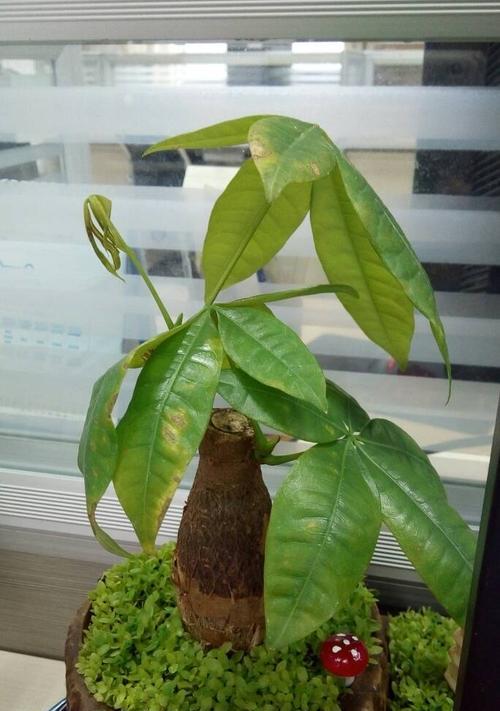 如何栽培健康的发财树（从种植到护理，让发财树真正“发财”）