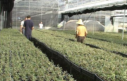 铁皮石斛种植技术与管理（迈向丰收的养护、施肥、病虫害防治策略）