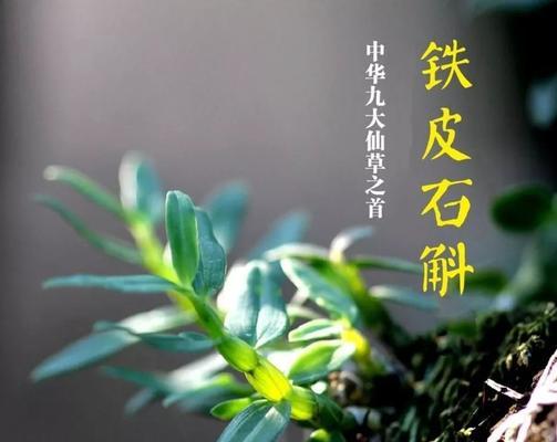 铁皮石斛种植技术与管理（迈向丰收的养护、施肥、病虫害防治策略）