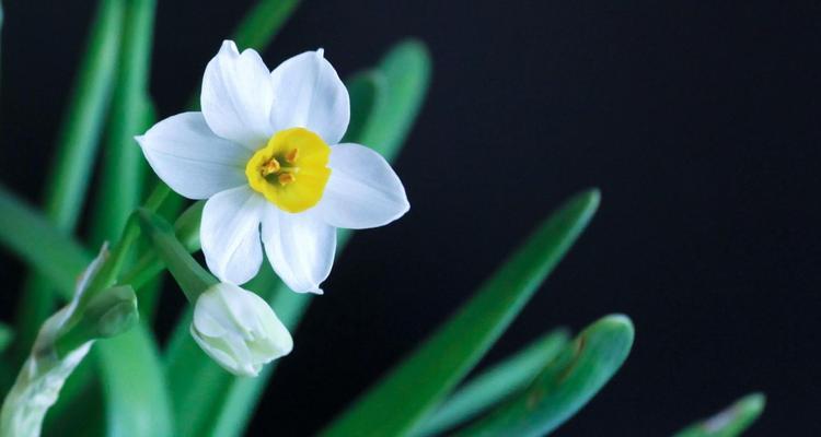 水仙花养殖全攻略（从花盆到施肥，打造美丽水仙花园）