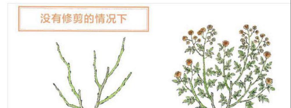 月季花修剪方法图解（轻松掌握养护技巧，让月季花绽放更美丽）