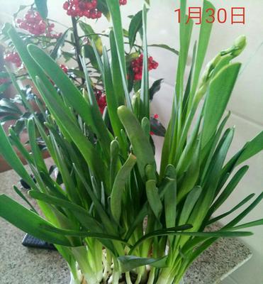 水仙花开花时间的研究（24小时几点开花？探秘水仙花的开花机制）