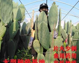 米邦塔食用仙人掌——开花的新奇体验（探秘仙人掌花开的神奇之旅）