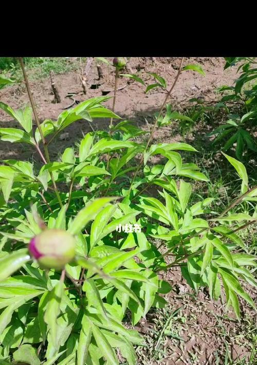 培育健康芍药花的秘诀（掌握正确的栽培和繁殖方法，让芍药花盛开如新）