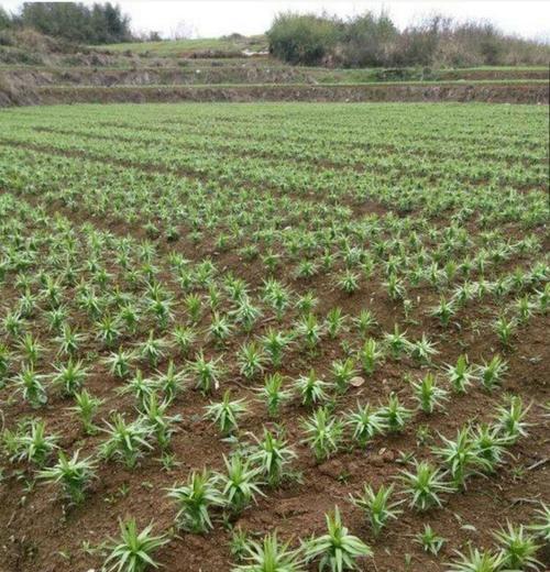 如何种植并食用百合？（详解百合种植技巧和烹饪方法）