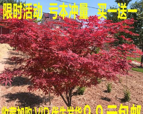 红枫树苗种植技术详解（从选苗到养护，打造美丽的红枫林）