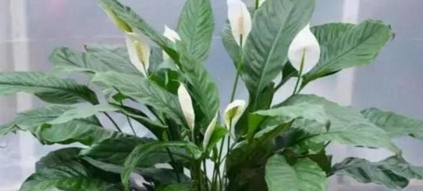 一帆风顺的开花之道（养护方法、注意事项、品种选择）