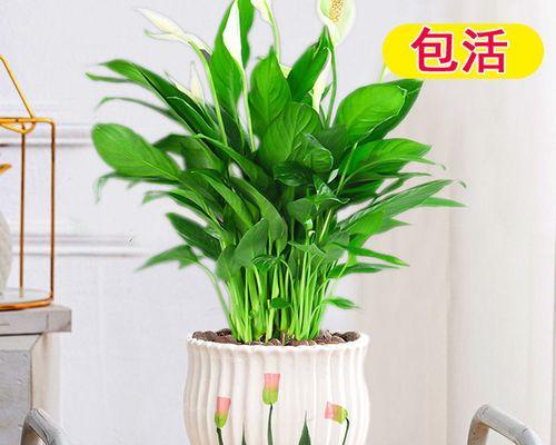 一帆风顺的开花之道（养护方法、注意事项、品种选择）
