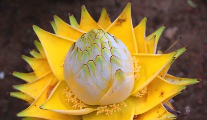 探秘“万寿菊”——花期最长的花（从春至秋，盛开不停的奇迹）