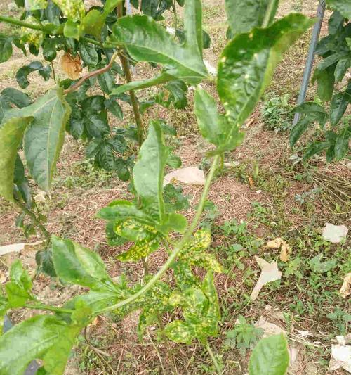 百香果叶子发黄的原因（探究百香果叶子发黄的原因及解决方法）