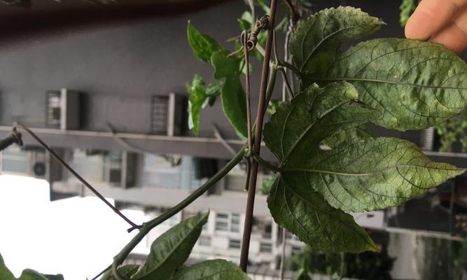 百香果叶子发黄的原因（探究百香果叶子发黄的原因及解决方法）