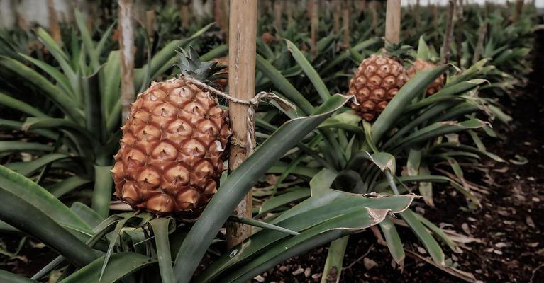 如何种植优质菠萝（详细介绍菠萝种植方法，让你轻松掌握）