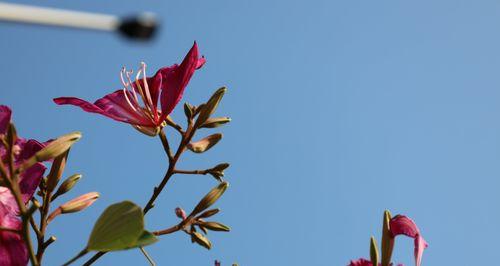 紫荆花黄叶的原因及预防方法（探究紫荆花黄叶的成因，教你如何预防紫荆花黄叶）