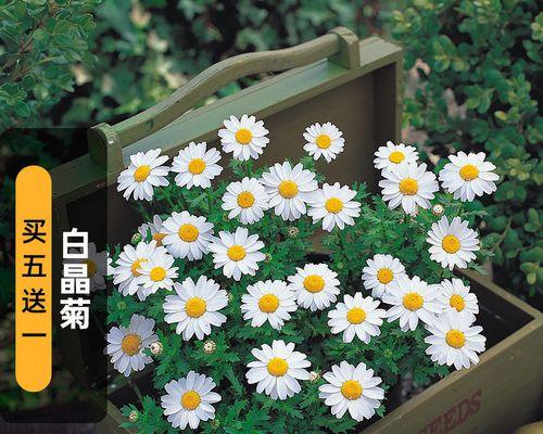 轻松种植白晶菊，享受花海美景（从种子到开花，全方位种植指南）