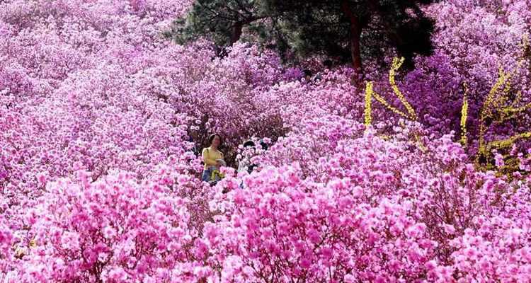 野生杜鹃下山桩的种植与养护（如何让野生杜鹃下山桩在家中绽放绚丽的花朵）