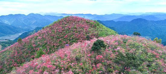 野生杜鹃下山桩的种植与养护（如何让野生杜鹃下山桩在家中绽放绚丽的花朵）