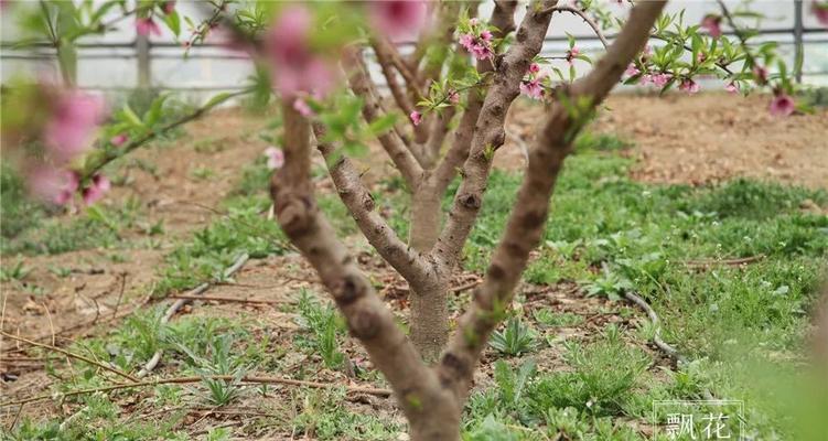 如何种植健康的桃树（从选地到施肥，桃树养护全攻略）