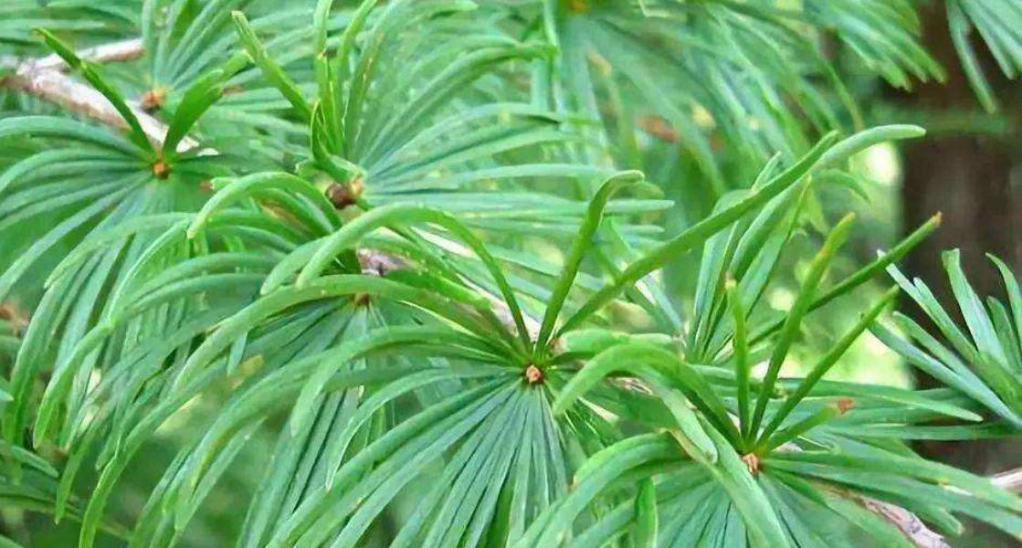 国家保护植物的重要性(保护植物,守护生态/) 国家保护植物的重要性(保护植物,守护生态/)