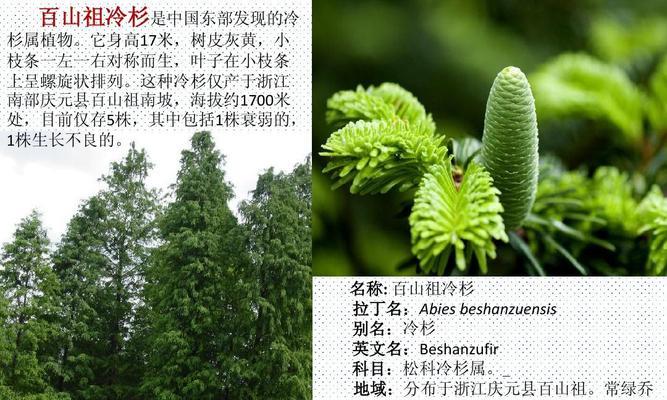 国家保护植物的重要性(保护植物,守护生态/) 国家保护植物的重要性(保护植物,守护生态/)