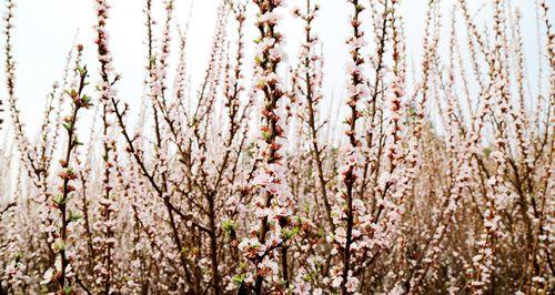 樱花与樱桃花的异同（从外观、花期、用途等方面探究两种花的不同）