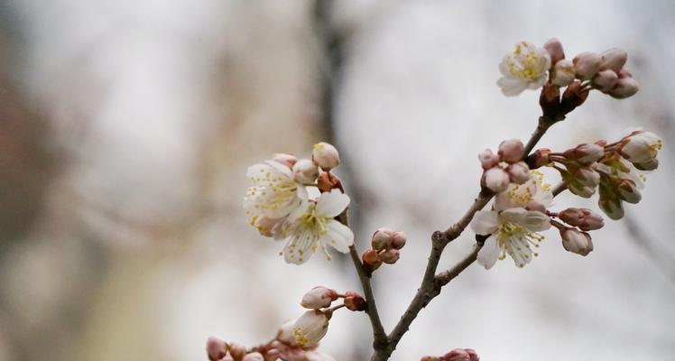 樱花与樱桃花的异同（从外观、花期、用途等方面探究两种花的不同）