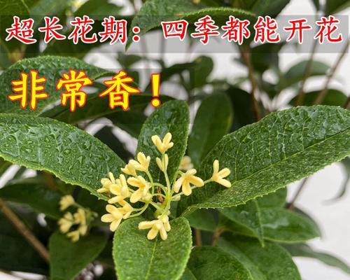 如何养护桂花树，让它绽放美丽的花朵？