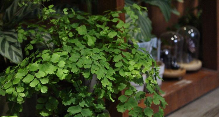 铁线蕨——一种珍贵的药用植物（探究铁线蕨的药用价值和栽培技术）