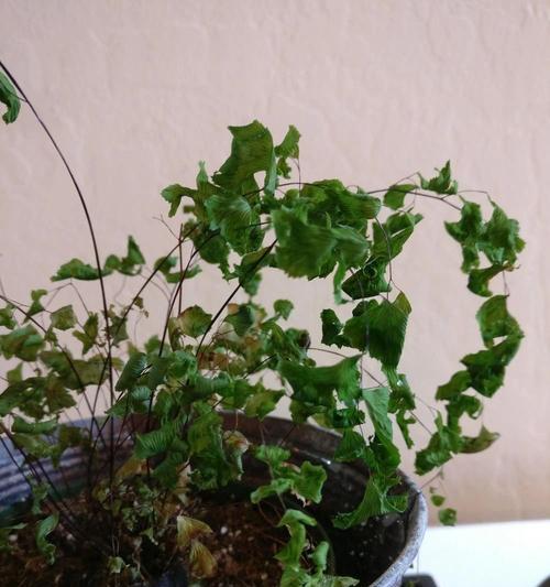 铁线蕨——一种珍贵的药用植物（探究铁线蕨的药用价值和栽培技术）