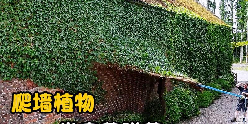 探秘世界各地的爬墙植物（从热带雨林到城市建筑，它们无处不在）