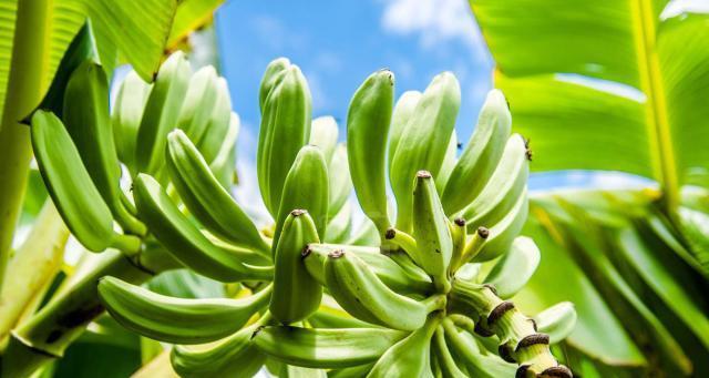 芭蕉树的种植与养殖（掌握方法，打造浓郁热带风情）